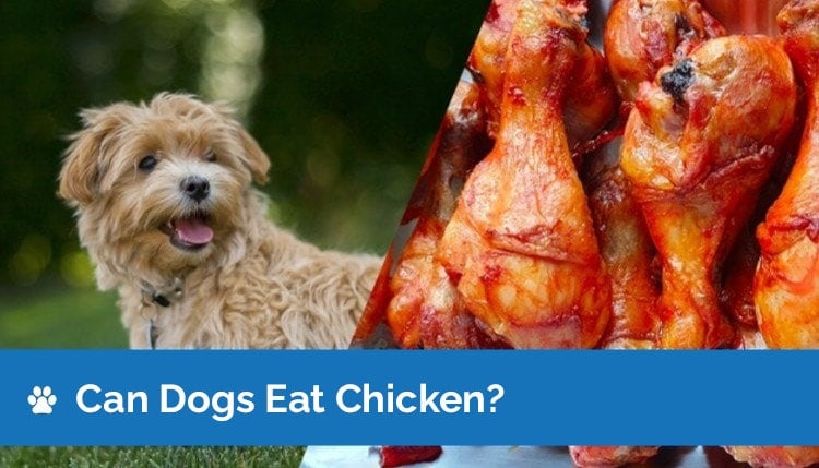 can dogs eat chicken