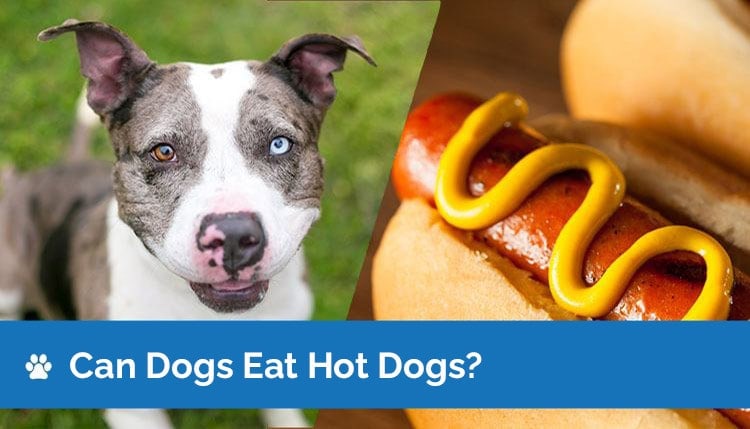 Can Dogs Eat Hot Dogs? Are Hot Dogs Safe for Dogs? - Hepper