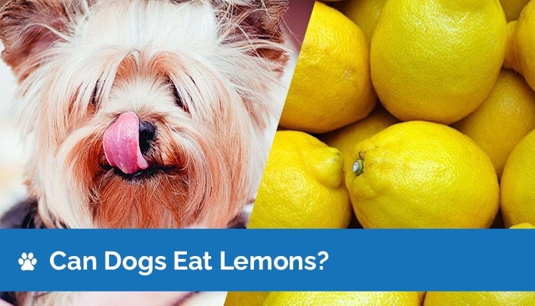 can dogs eat lemons