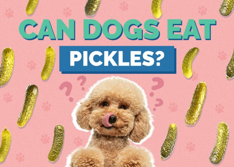 Hepper_Can Dogs Eat_Pickles