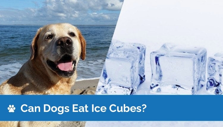 can dogs eat ice cubes