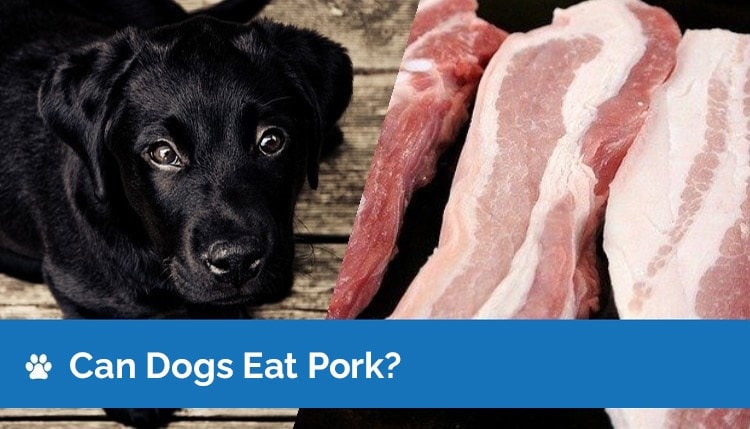 can dogs eat pork