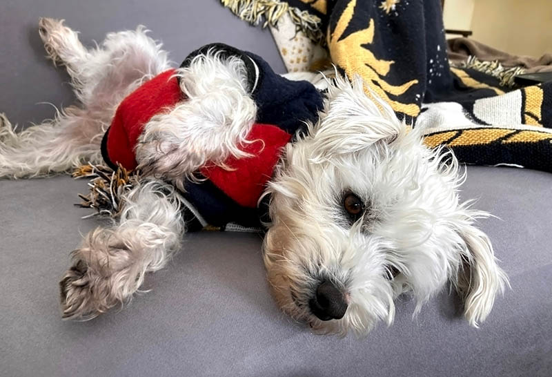 westiepoo wearing sweater