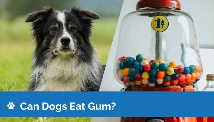 Can dogs eat gum