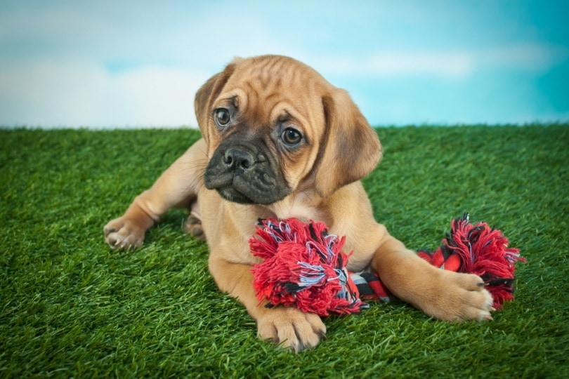Cute beabull puppy with toy sitting in grass