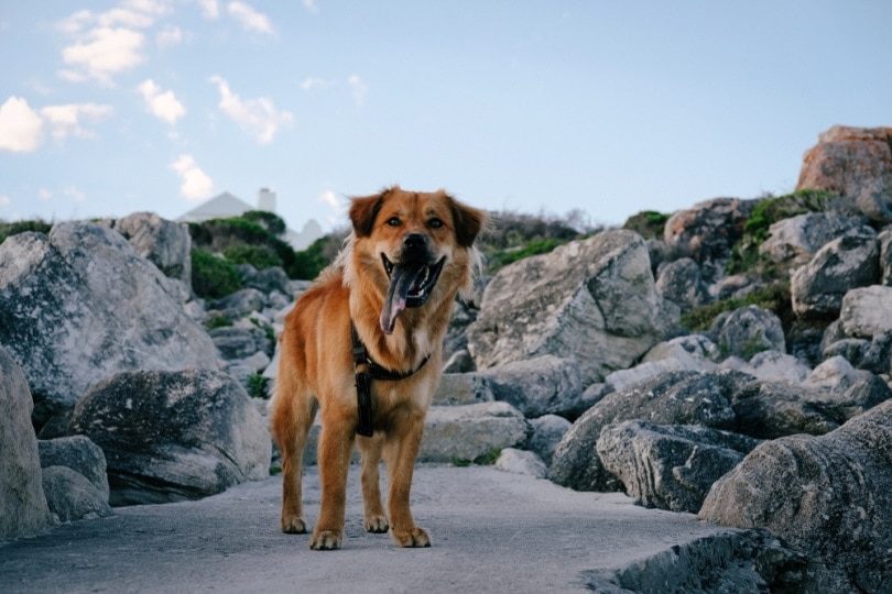 Golden Chow standing on a stone ledge