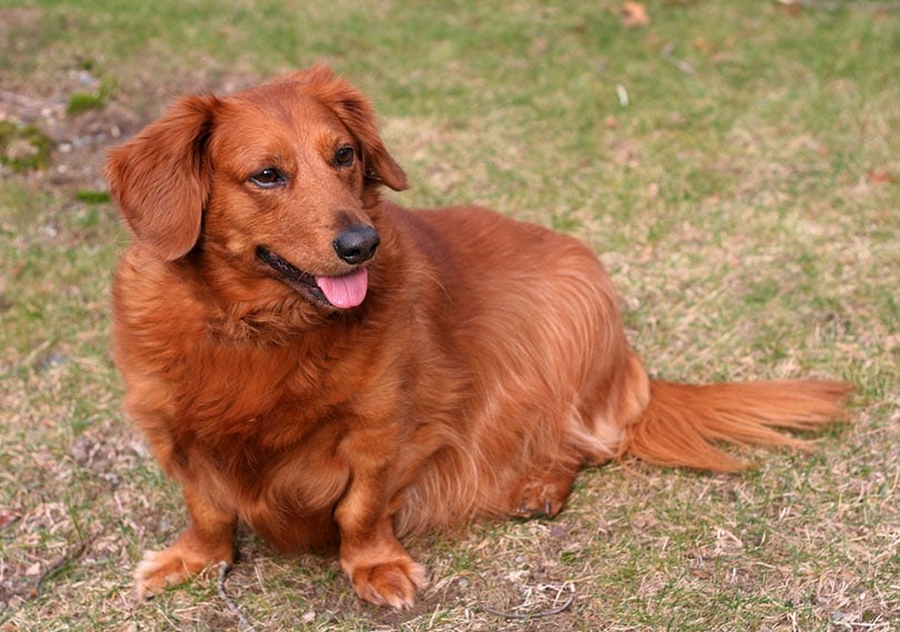 Golden Dox (Golden Retriever x Dachshund) dog lying on grass