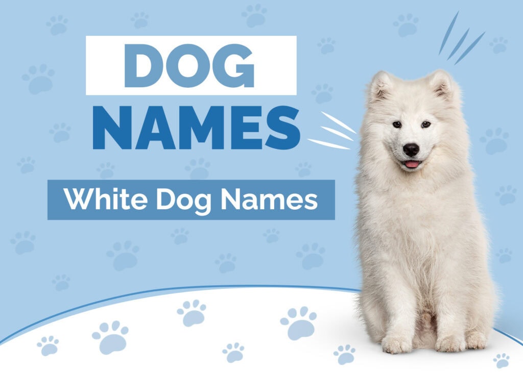 Hepper_Dog Names Post_White Dog_Jun 28 2024