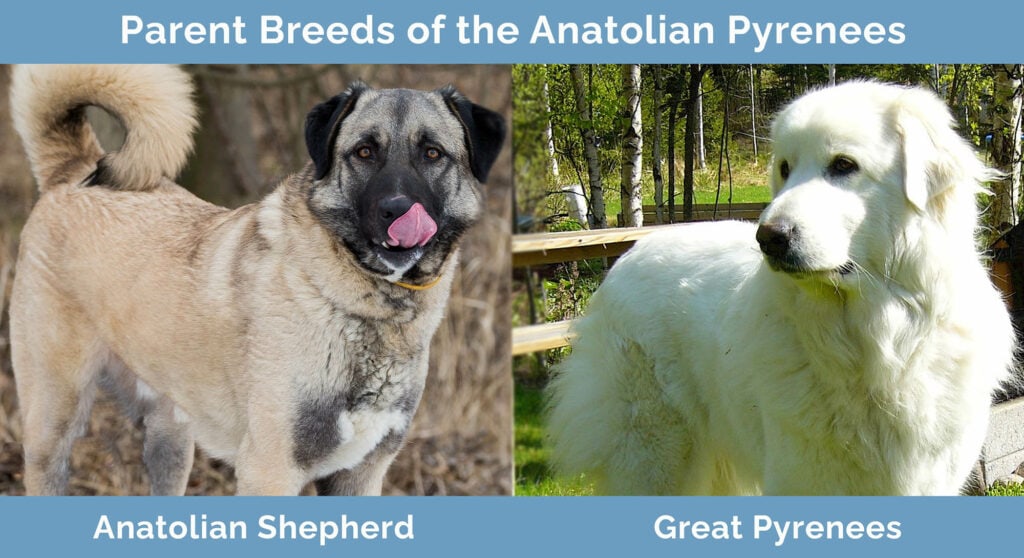 Anatolian deals pyrenees pictures