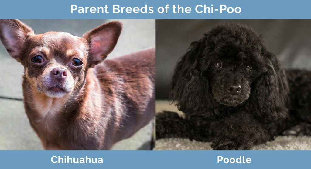 Parent Breeds of the Chi-Poo