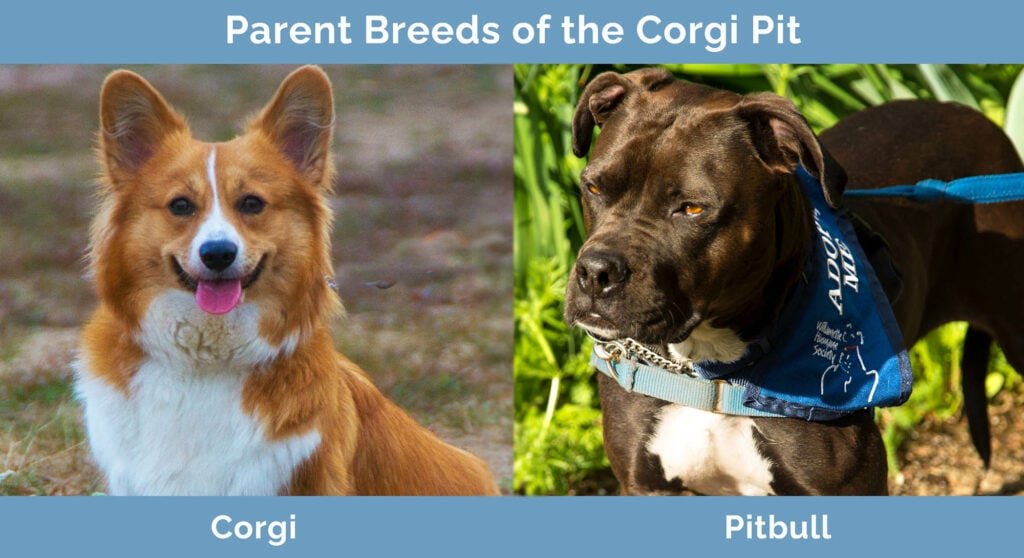 Parents Breeds of the Corgi Pit