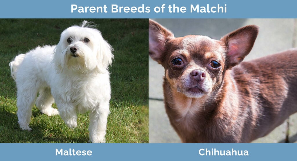 Parents Breeds of the Malchi