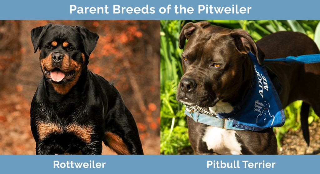 Parent Breeds of the Pitweiler