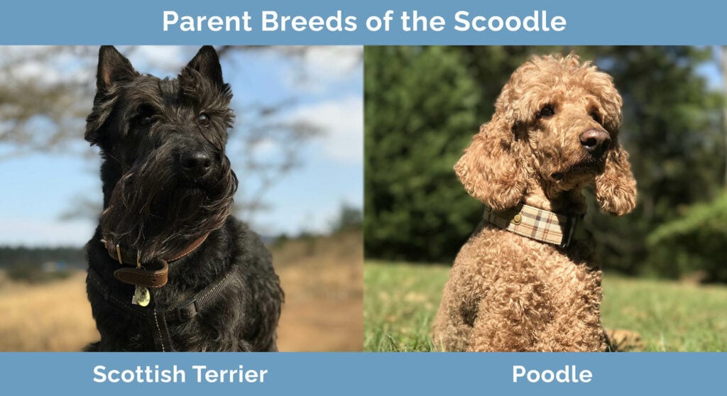 Parent Breeds of the Scoodle