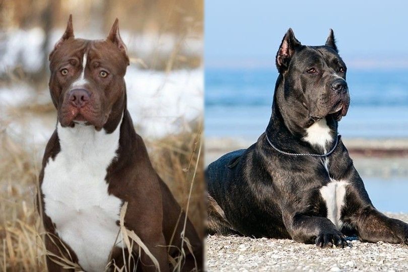 Pitbull vs Cane Corso breed