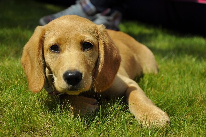 Kvalifikation regulere sikkert Spanador (Cocker Spaniel & Lab Mix): Info, Pictures, Facts | Hepper