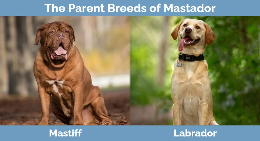 Yellow mastador best sale