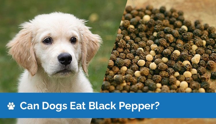 Can Dogs Eat Black Pepper? Is Black Pepper Safe for Dogs?