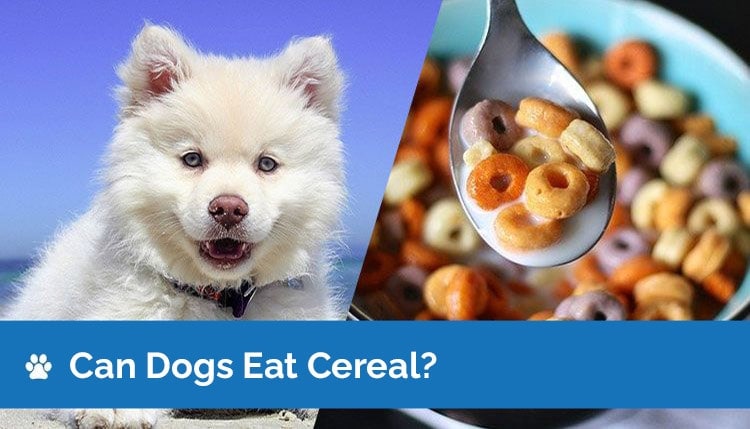 can dogs eat cereal