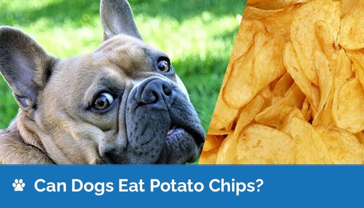 Can Dogs Eat Potato Chips? Are Potato Chips Safe for Dogs?