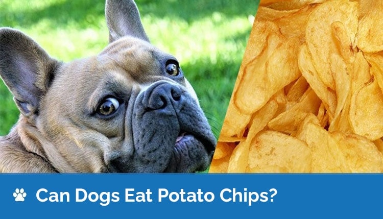 are crisps ok for dogs