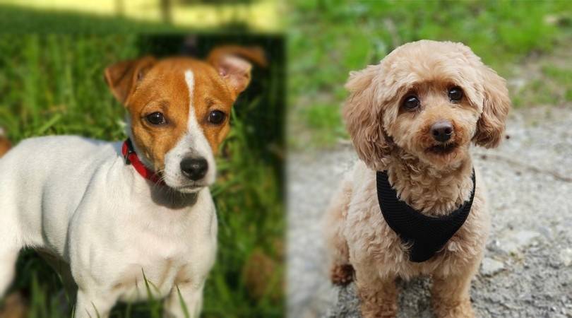miniature poodle jack russell terrier mix