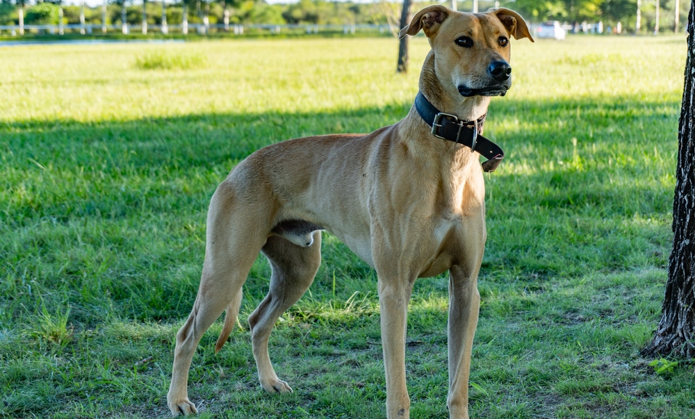 shar pei american pitbull terrier mix