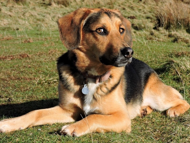 Beagle German Shepherd mixed breed dog