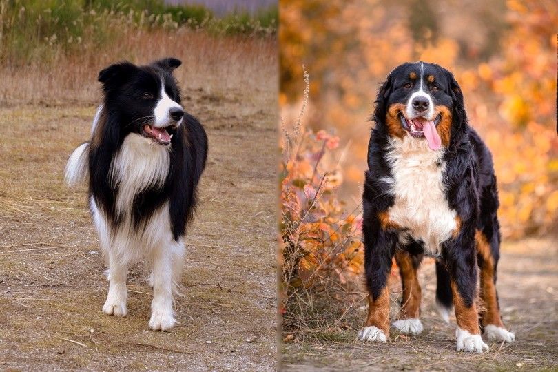 (Border Collie & Bernese Mountain Dog Mix): Info, Pictures, Characteristics & Facts | Hepper