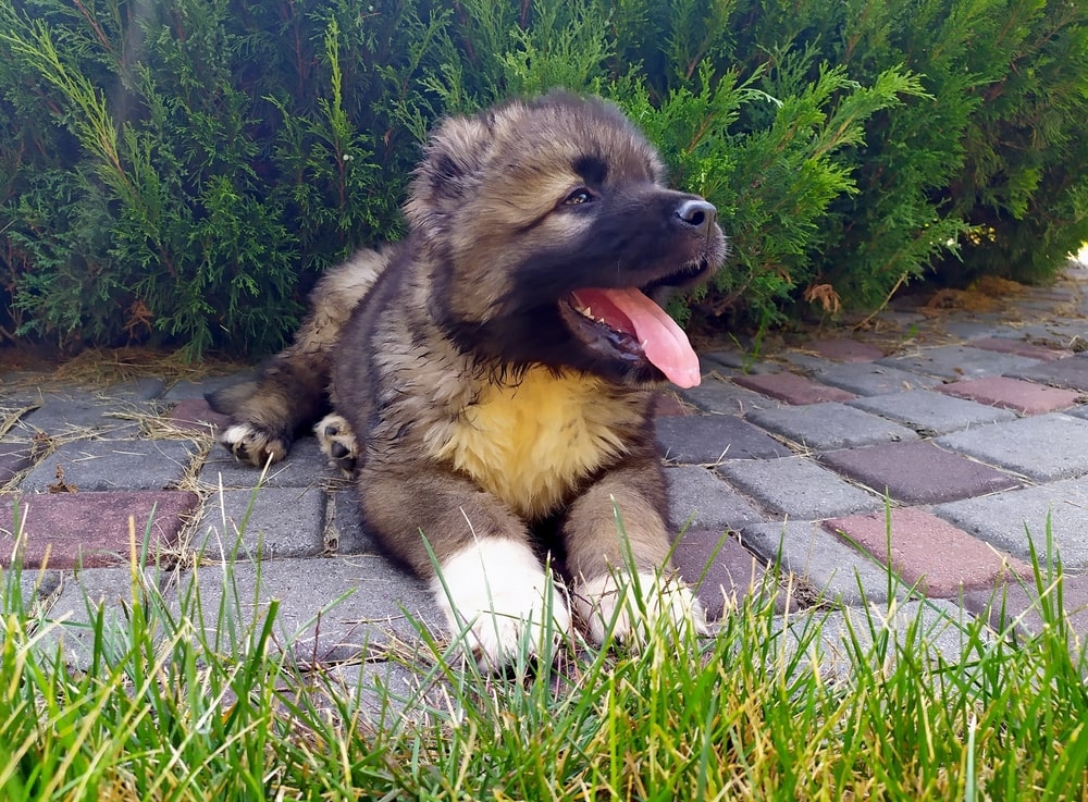 Caucasian Shepherd