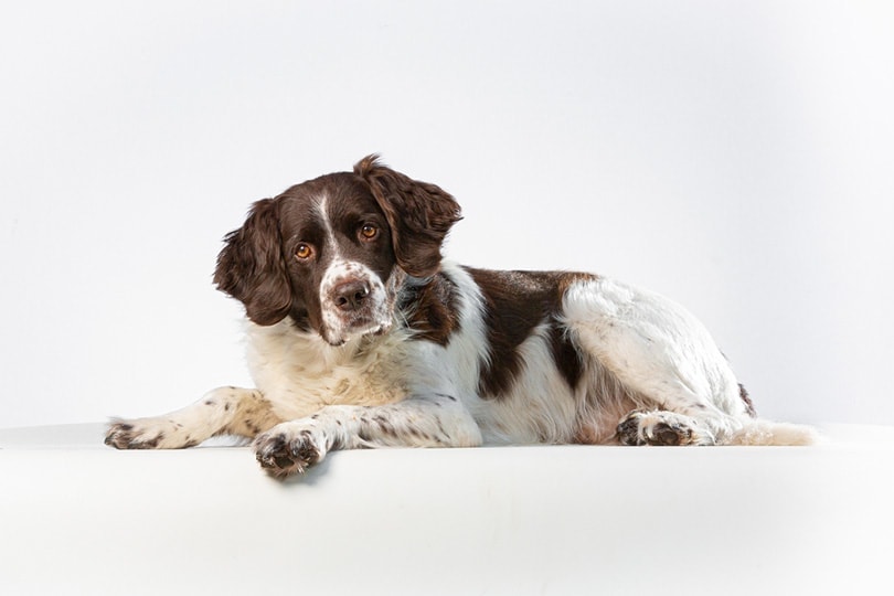 Drentsche Patrijshond dog lying down on a white background