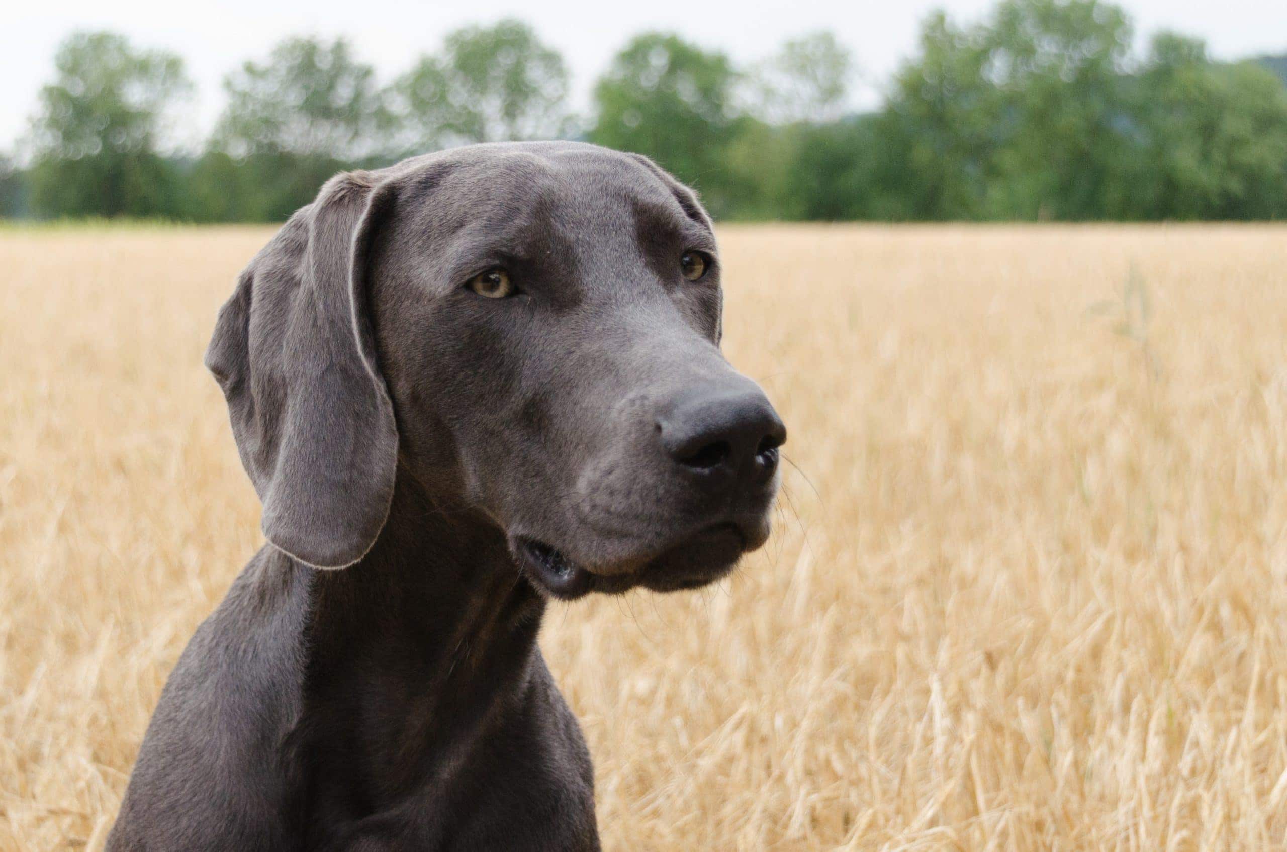 Normalt kold Indrømme Great Weimar (Great Dane & Weimaraner Mix): Info, Pictures, Facts | Hepper