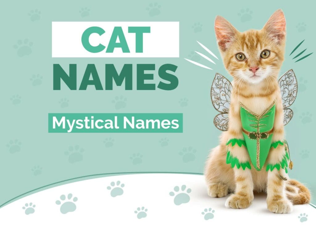 Mystical Cat Names for Magical Kitties