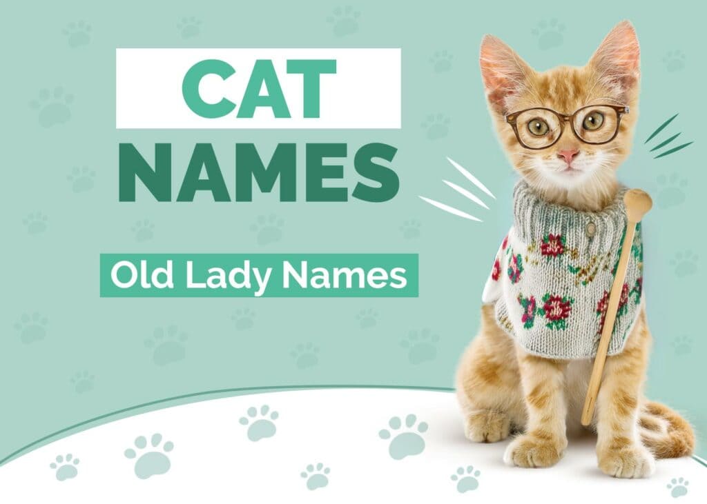Old Lady Names for Cats
