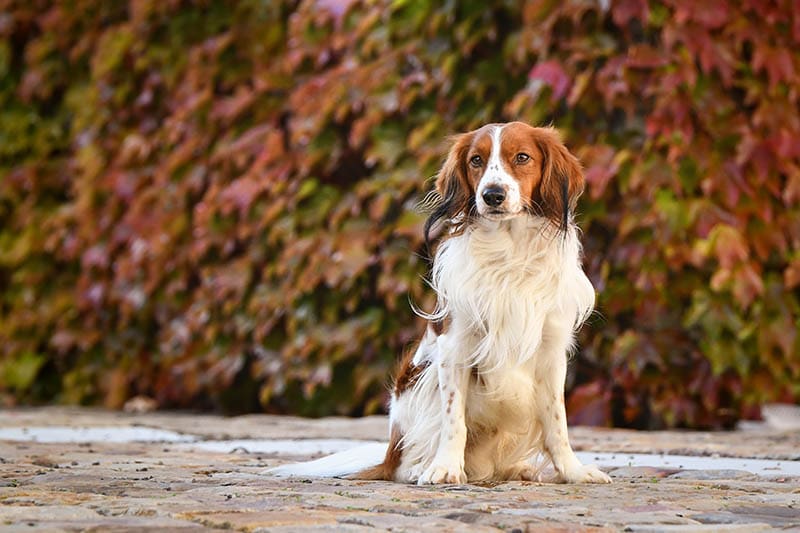 Kooikerhondje dog sitting on a pathway dodafoto Shutterstock