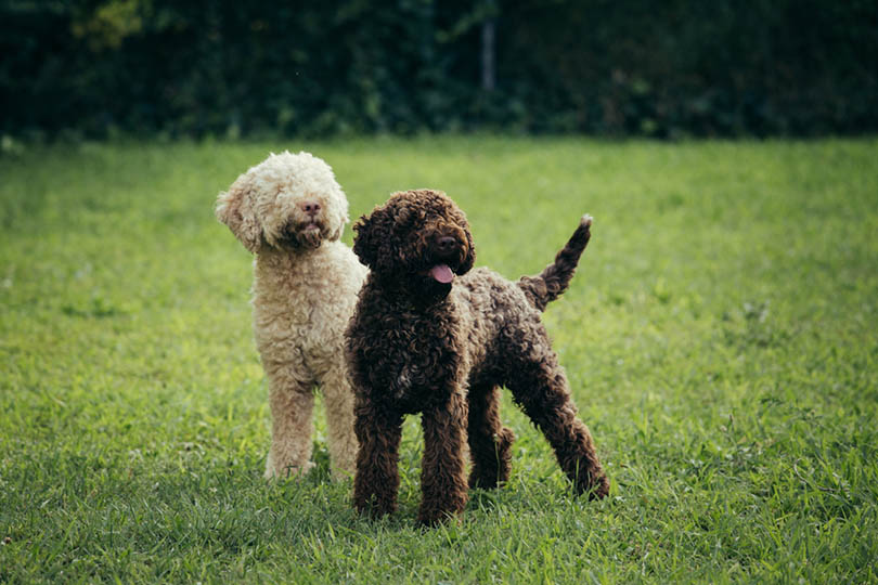 Lagotto Romagnolo dogs playing in backyard