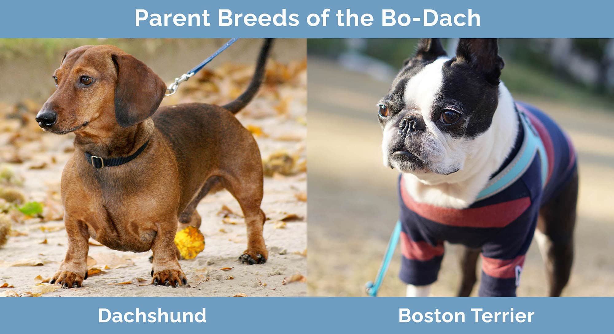Bo-Dach (Boston Terrier & Dachshund Mix): Info, Pictures