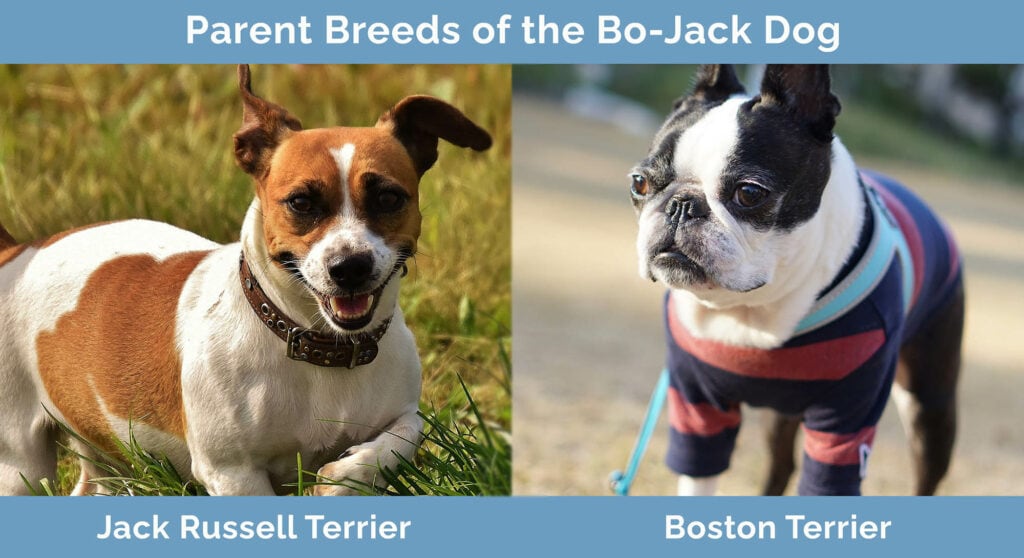 Parent Breeds of the Bo-Jack Dog