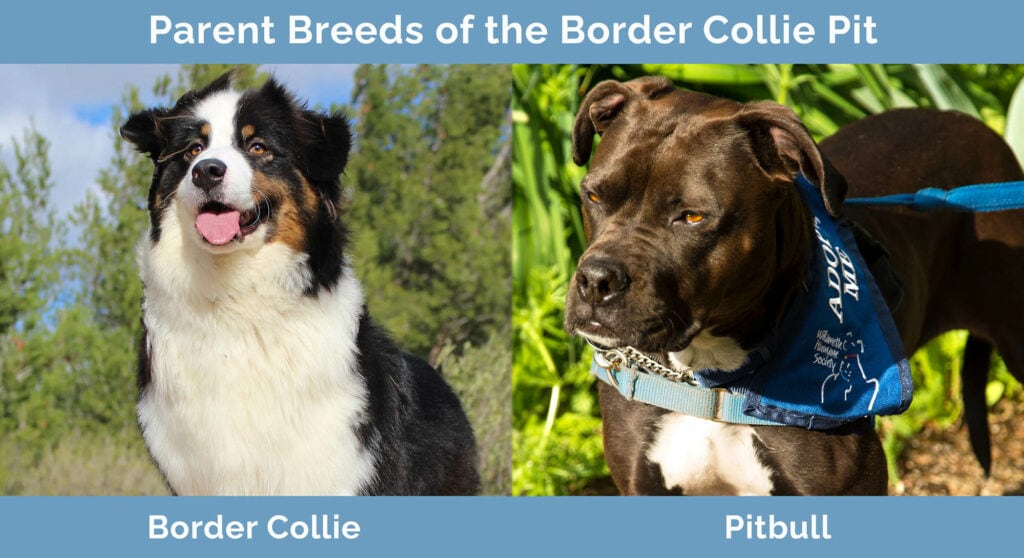 Parent Breeds of the Border Collie Pit