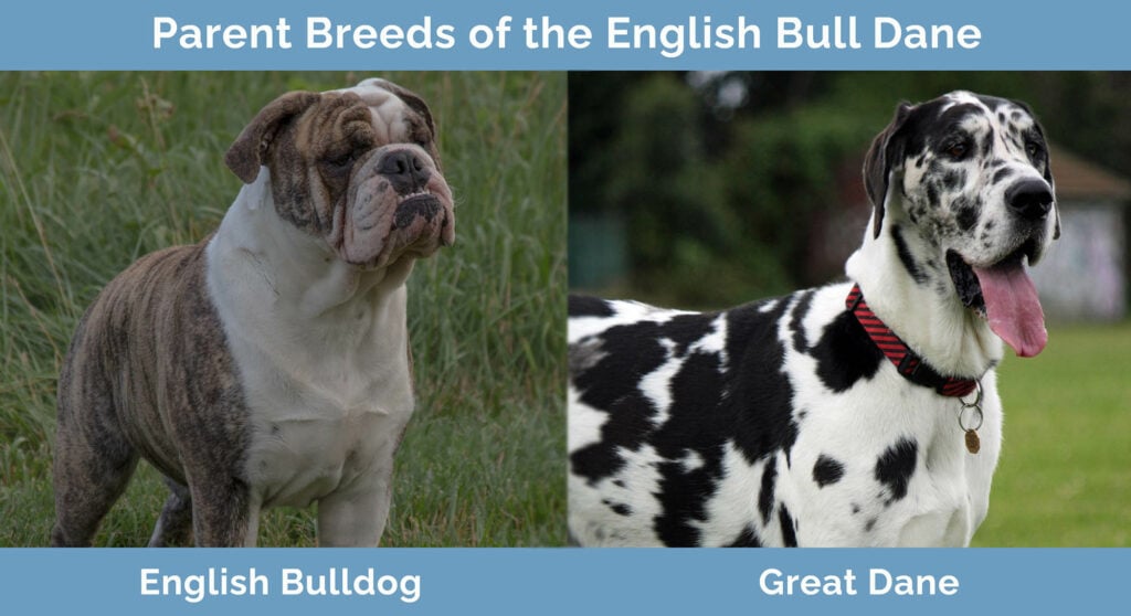 English Bull Dane English Bulldog Great Dane Mix Info