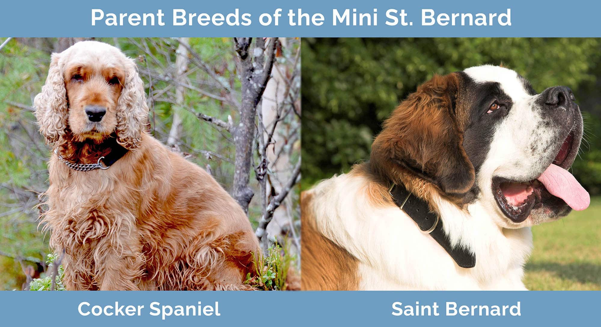 Mini St. Bernard (Cocker Spaniel & Saint Bernard Mix) Info, Pictures