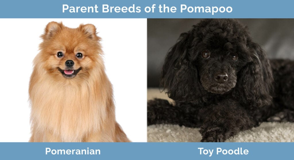 Pomapoo Pomeranian Toy Poodle Mix