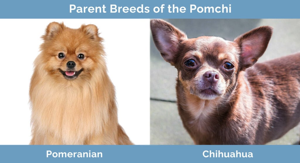 Parent Breeds of the Pomchi
