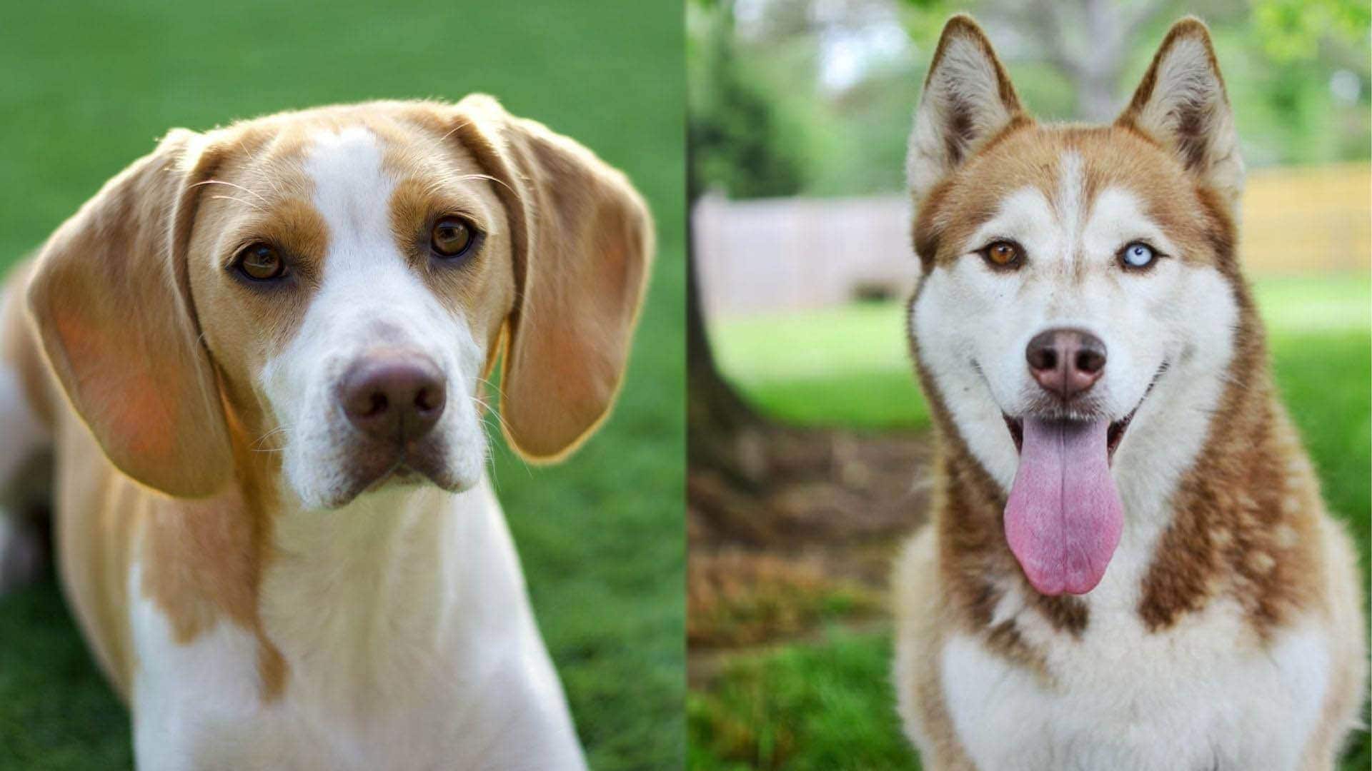 The parents of Beaski - Beagle and Siberian Husky Mix
