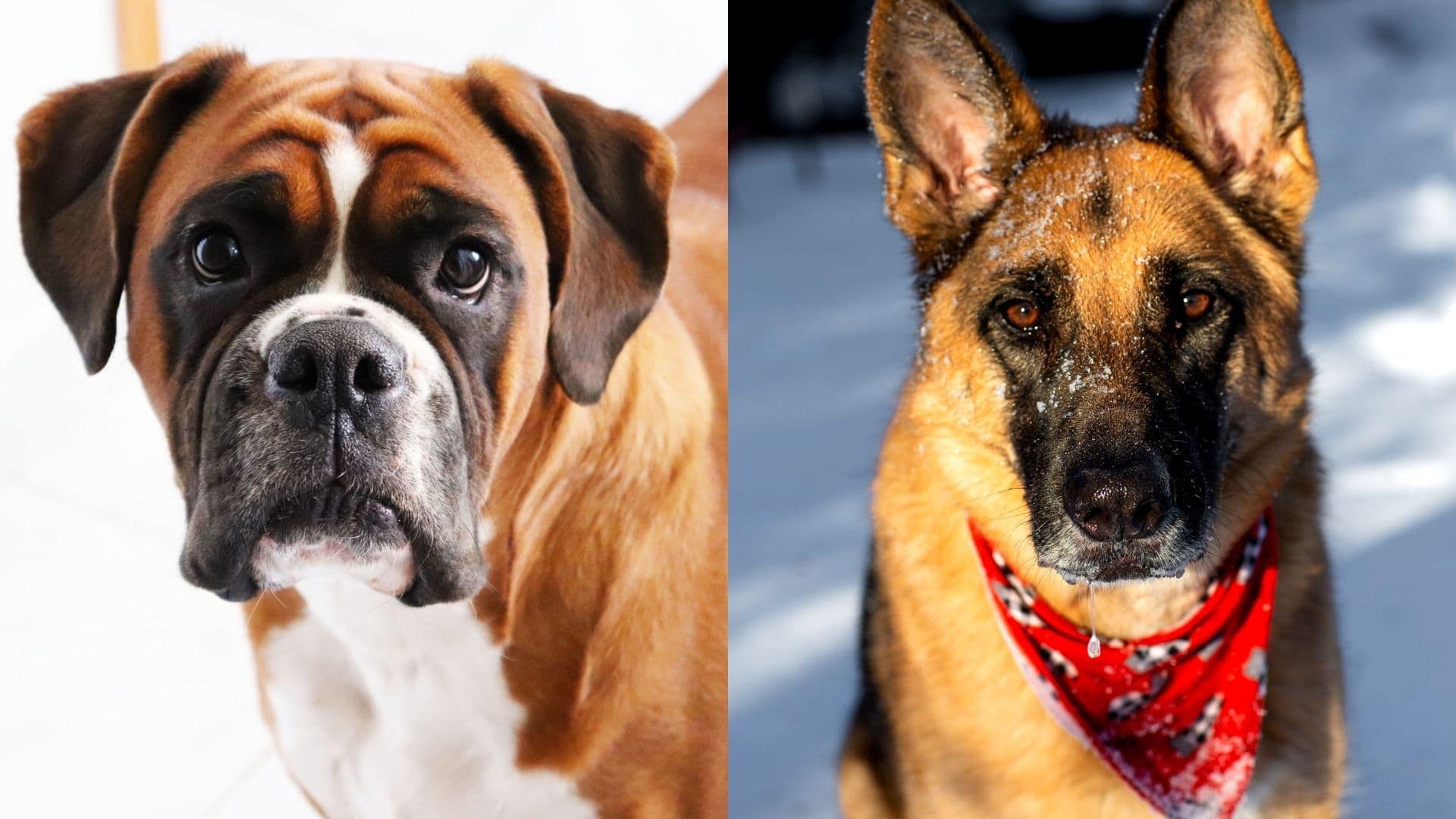 Are German Shepherds And Boxers A Good Pair To Get