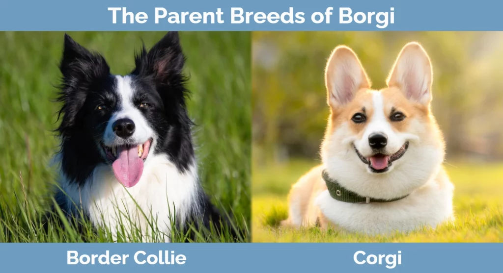 The parent breeds of Borgi