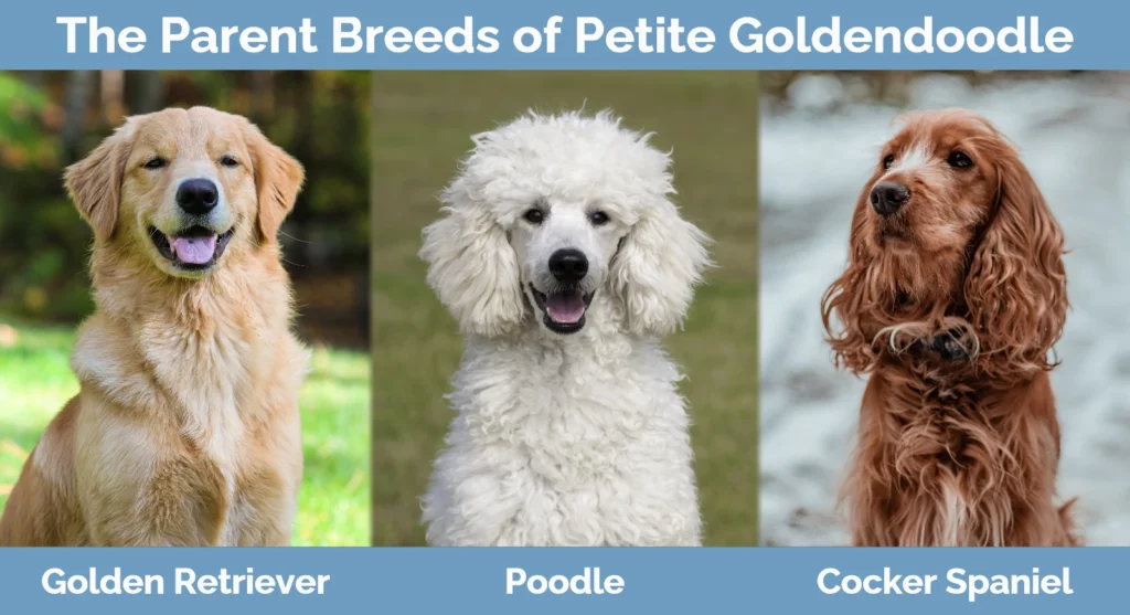 Petite Goldendoodle Poodle & Cocker Spaniel Info, Pictures, Facts | Hepper