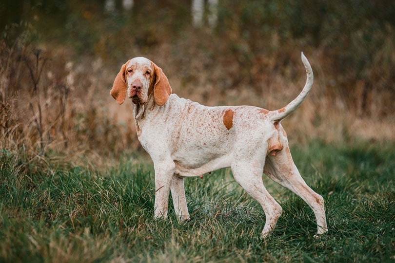 a Bracco Italiano standing in grass fowling