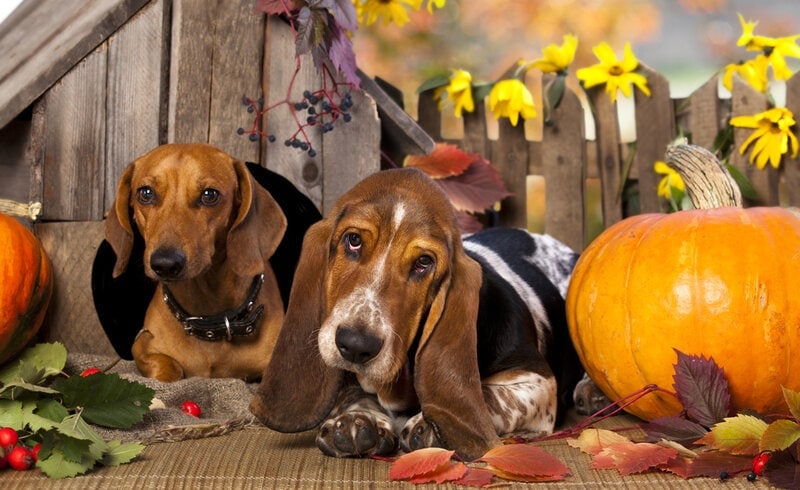 dachshund and basset hound with pumkpin in fall