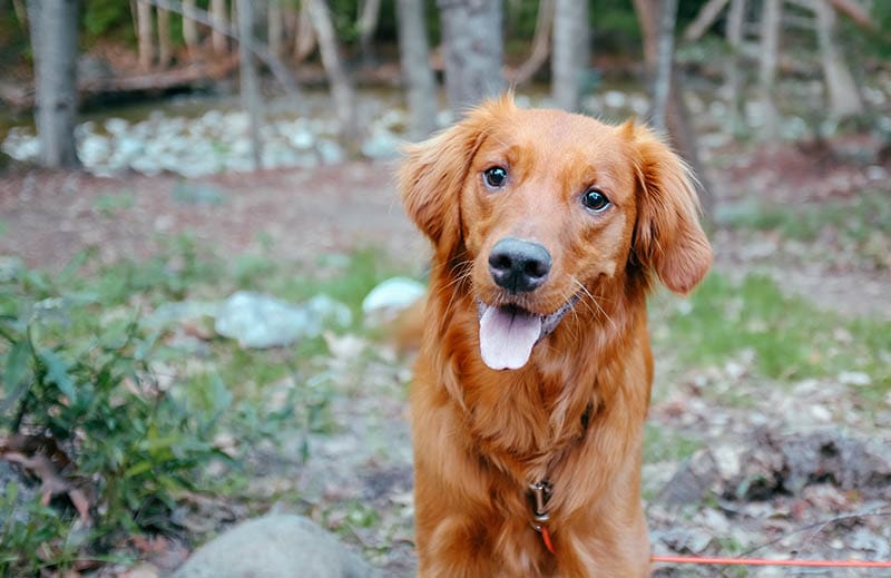 golden irish mixed dog breed